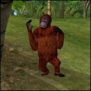 Orang-outan.jpg