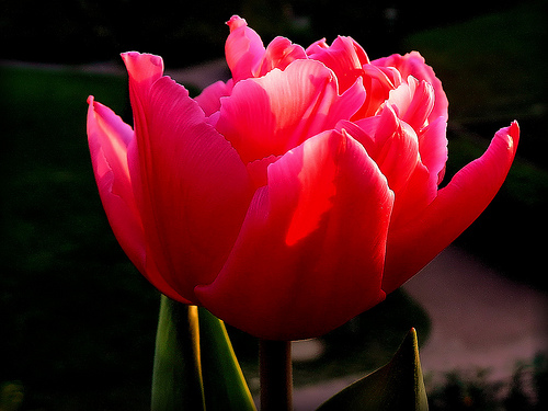 File:Tulpe.jpg