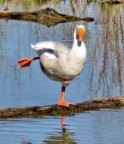 Αρχείο:Dancing-duck.jpg