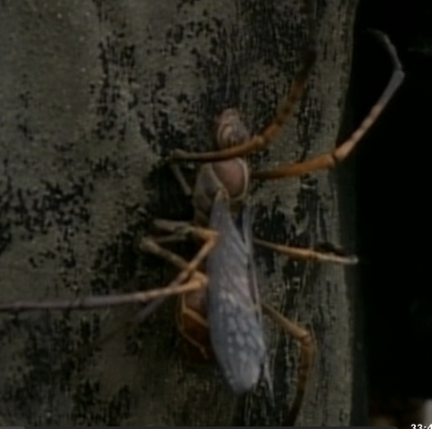 File:Spiderwasp2.png