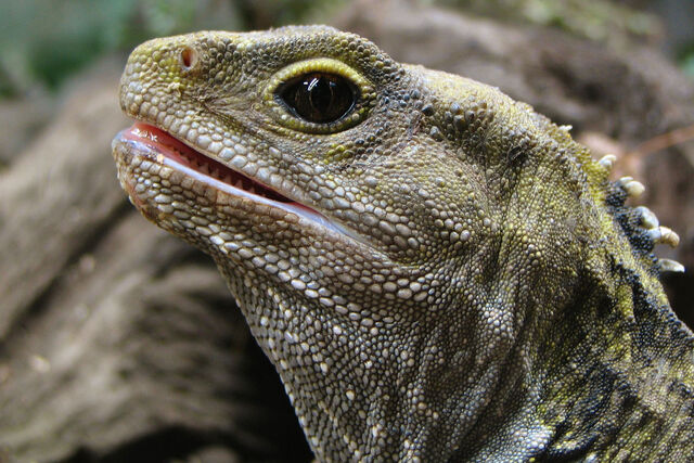 File:Tuatara (1).jpg