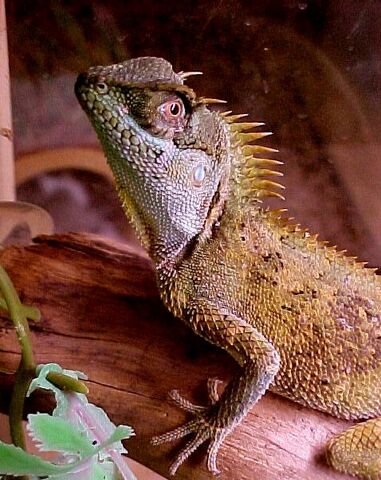 File:Horned-dragon.jpg