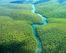 Amazon Jungle
