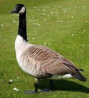 A Canada Goose