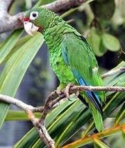 A Puerto Rican Parrot.