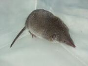 A common shrew