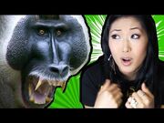 Monkeys Love Boobs