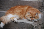 Garfield Resting
