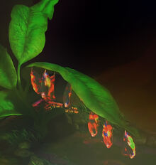 FairyCocoons