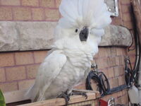 Dolly