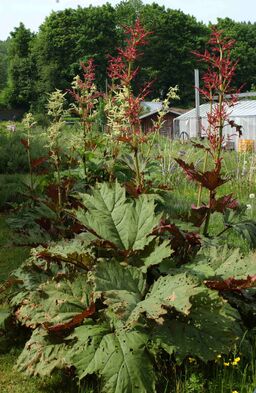 Rhubarb