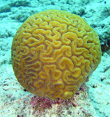 220px-Brain coral