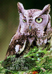 Owlpet3 zpsd2ac3e01