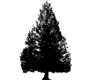 Cedar tree