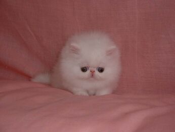 Small kitten