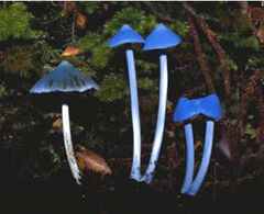Entoloma