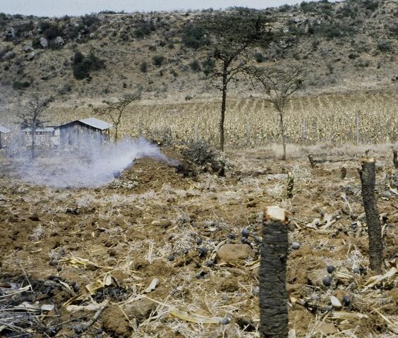 File:Charcoal production.jpg