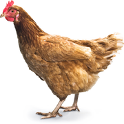 Chicken-25