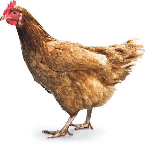 File:Chicken-25.png