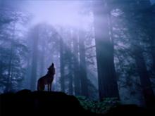 The Wolves
