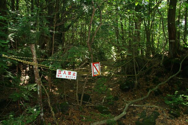File:Aokigahara.jpg