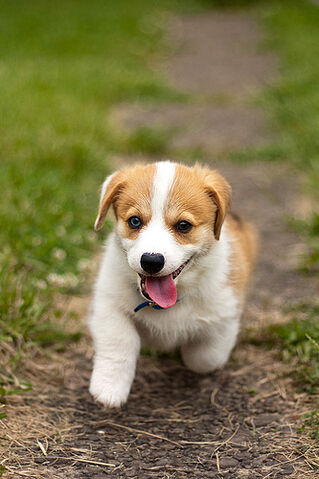 File:Derpin'.jpg