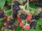 Wild blackberries(1)