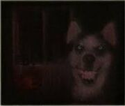 Smile dog 2
