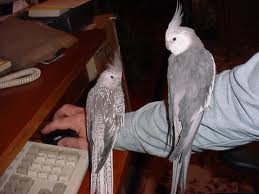 File:Cockatiels.jpg