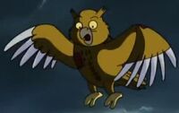 Hooter owl