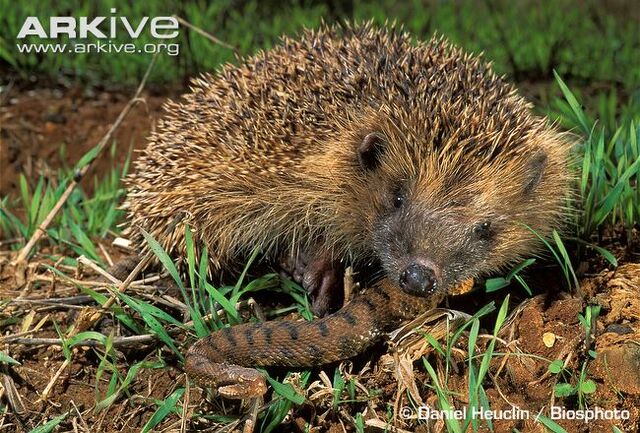 File:Hedgehog-eating-asp-viper.jpg