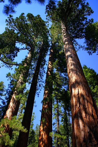 File:Sequoia-and-kings-canyon-national-parks-california-caseq.jpg