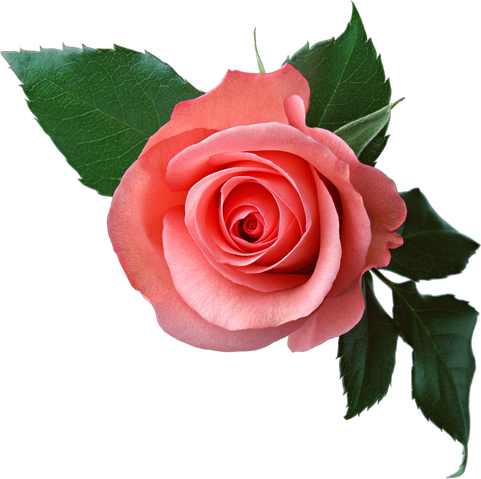 File:Rose PNG6377.png