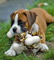 Boxer-Puppies-Pictures-3-onpuppies