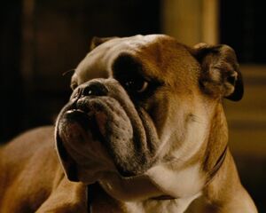Tank the Dog