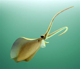 Nitronea lactininium