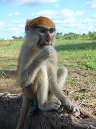 PatasMonkey