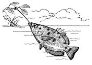 Spitting archerfish