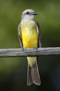 Kingbird