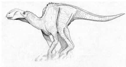 File:Cranitusallos.jpg