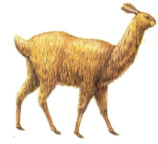 File:Arctic rabbuck.jpg