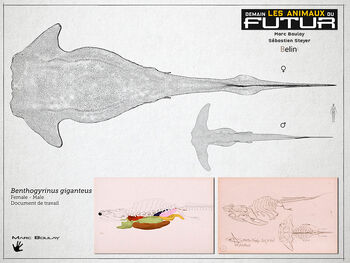 BENTHOGYRINUS size