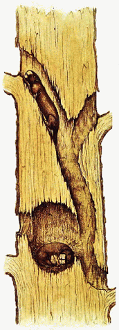 File:Chiselhead home.gif