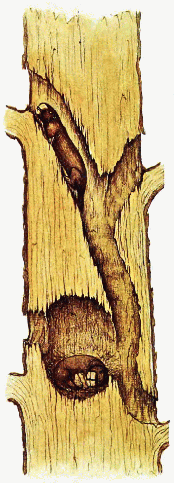 Chiselhead home