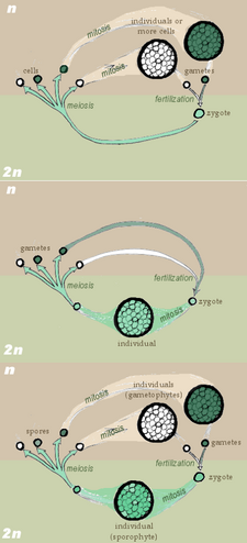 Life cycles