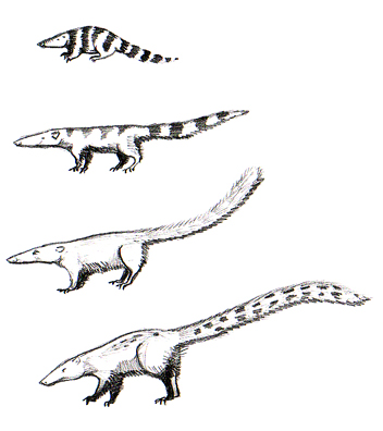 Cimolestans