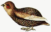 Lesser ptarmigan