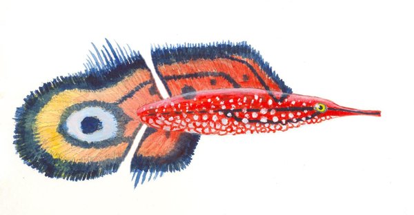 Eyed sea flag by sphenacodon