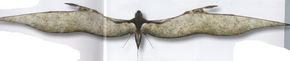 Velocipterus acrobatus