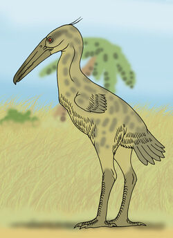 Grvardea